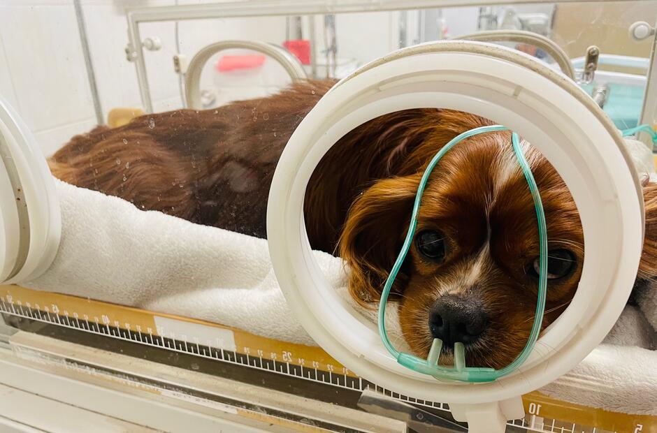 Mały pies podłączony pod aparaturę medyczną w schronisku dla bezdomnych zwierząt.
