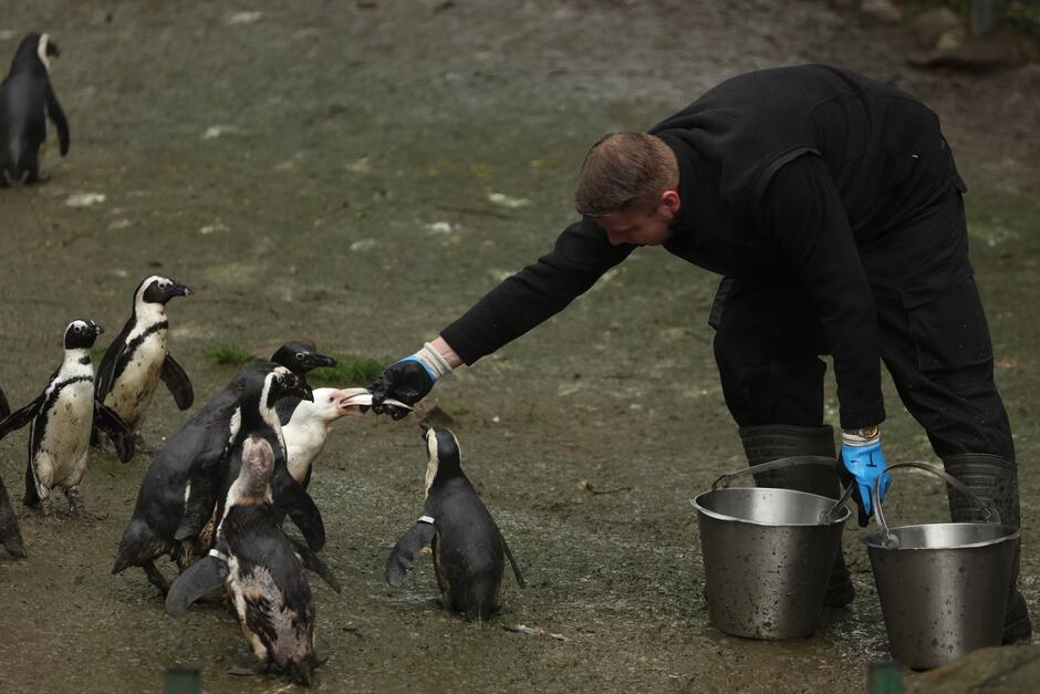 na zdjęciu po lewej stado pingwinów, po prawej kuca mężczyzna przy metalowym wiaderku, podaje rybę jednemu z pingwinów