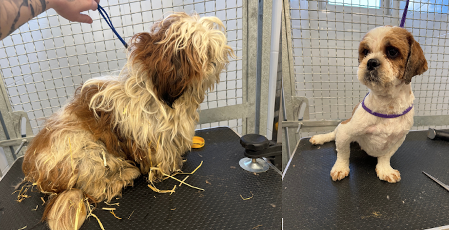 Zdjęcie przedstawia tego samego psa w dwóch odsłonach. Po lewej stronie pies jest zarośnięty i w kołtunach, nie widać jest pyska. Po prawej pies jest ostrzyżony, ma płaski pyszczek, drobne ciało.