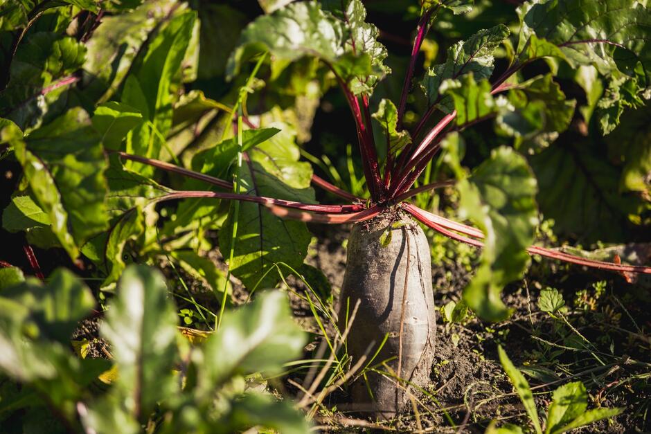 Zdjęcie przedstawia dorodne buraki, które częściowo wystają z ziemi w przydomowym ogrodzie. Światło słoneczne podkreśla intensywne, ciemnoczerwone łodygi i żywozielone liście, co dodaje kompozycji naturalnego, soczystego wyglądu.