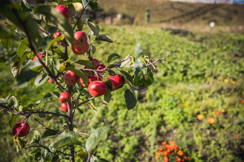Zdjęcie ukazuje gałązkę jabłoni obciążoną czerwonymi jabłkami, ostro sfokusowaną na pierwszym planie, z rozmytym tłem przedstawiającym rozległe pola uprawne. Słońce delikatnie oświetla scenę, podkreślając soczyste barwy owoców oraz zielone i pomarańczowe odcienie roślinności w tle, co sugeruje późne lato lub wczesną jesień jako porę roku.