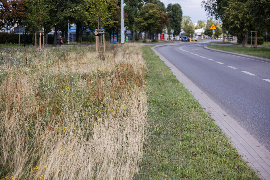 Na zdjęciu widoczna jest droga biegnąca przez teren miejski, otoczona pasem zieleni. Po lewej stronie znajduje się niekoszona trawa z dzikimi kwiatami, podczas gdy po prawej stronie widoczny jest wąski pas równomiernie przyciętej trawy wzdłuż krawężnika. W tle można dostrzec drzewa i fragmenty zabudowy miejskiej oraz znaki drogowe.