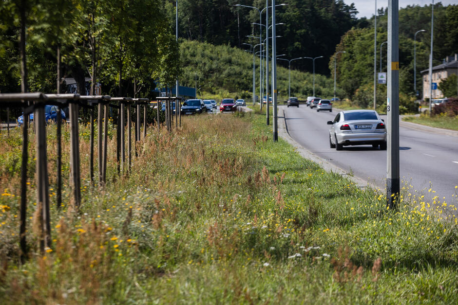 Na zdjęciu widoczna jest droga biegnąca przez teren miejski, otoczona pasem zieleni. Po drodze jadą samochody, po lewej stronie znajduje się niekoszona trawa z dzikimi kwiatami oraz młode drzewa podtrzymywane palikami.