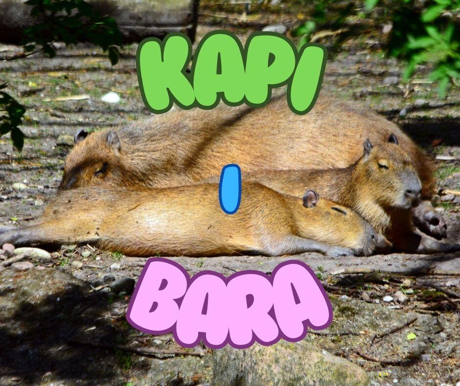 Na zdjęciu widać kapibary, które odpoczywają na ziemi w cieniu. W centrum zdjęcia znajduje się kilka kapibar leżących obok siebie. Nad zwierzętami umieszczone są kolorowe, bąbelkowe napisy: zielony napis "KAPI" na górze, niebieska litera "I" w środku, oraz różowy napis "BARA" na dole zdjęcia. Zdjęcie ma spokojny i relaksujący nastrój.