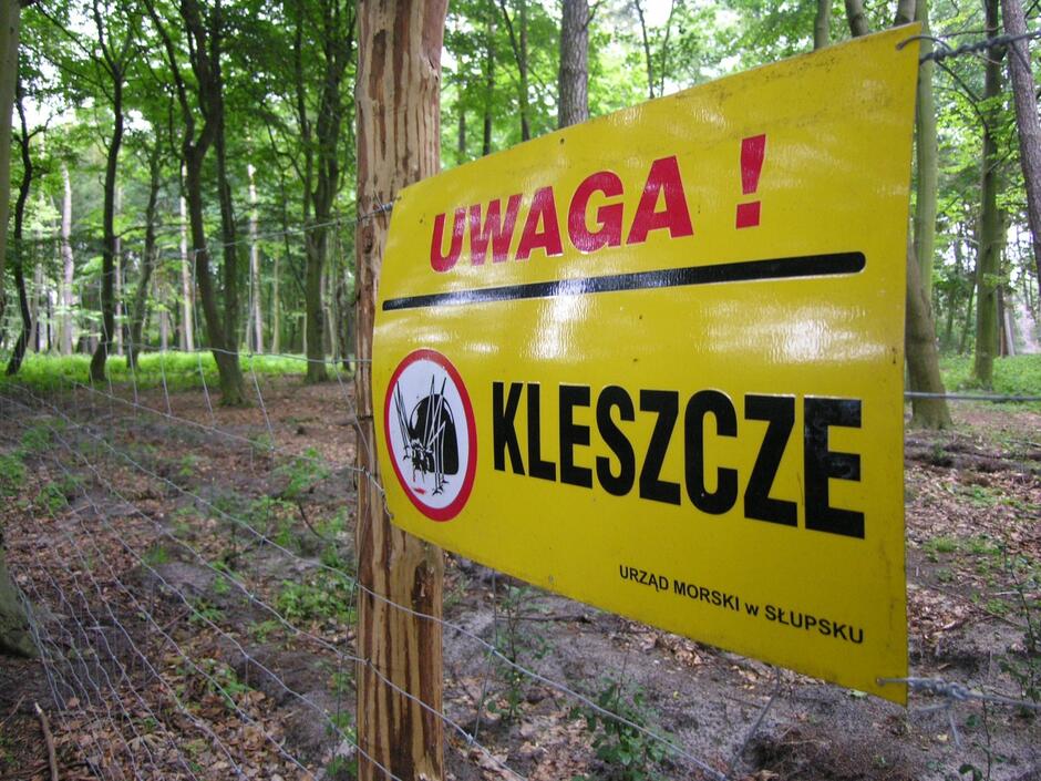 Na zdjęciu widać żółty znak ostrzegawczy z napisem "Uwaga! Kleszcze" oraz symbolem kleszcza, umieszczony na ogrodzeniu w lesie. Znak został umieszczony przez Urząd Morski w Słupsku, co sugeruje, że teren ten może być zagrożony obecnością kleszczy