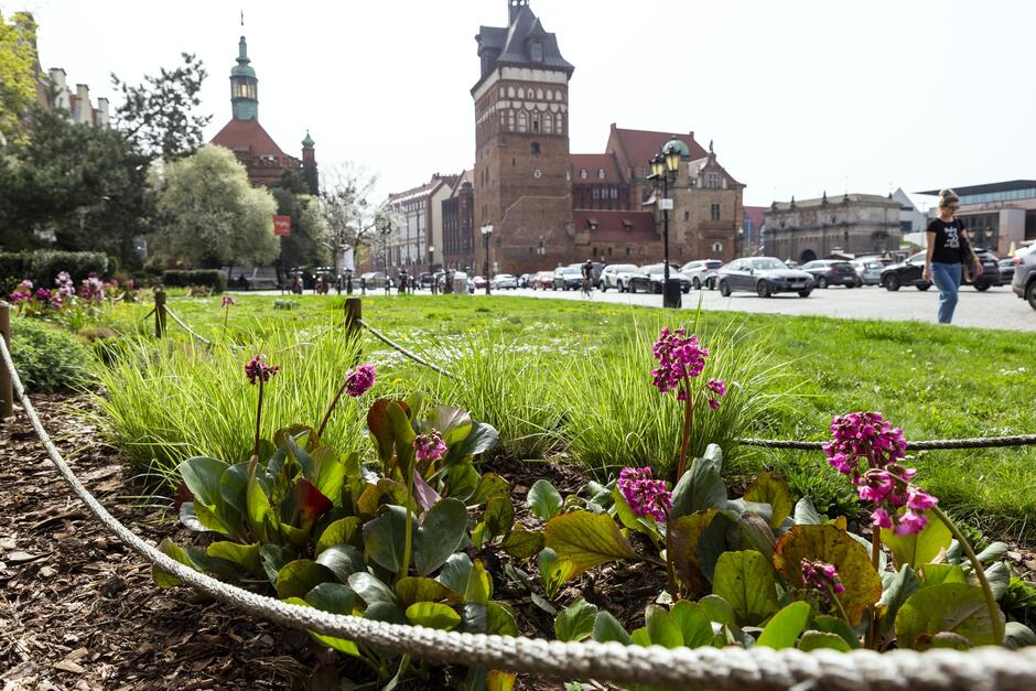 Nasadzenia zieleni na miejskich rabatach