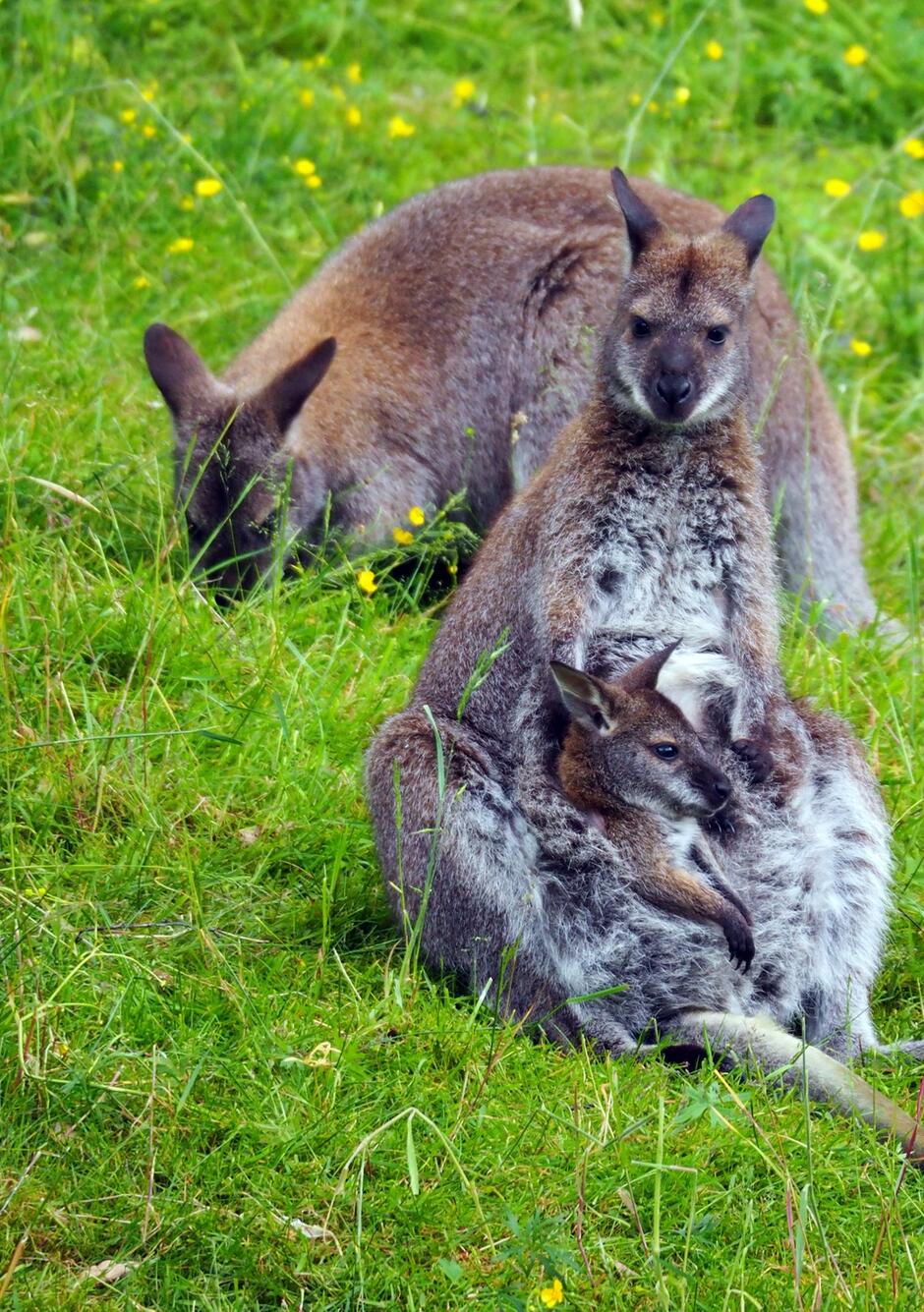 Na zdjęciu widać kangura rdzawoszyjego z młodym w torbie, siedzącego na zielonej trawie. W tle znajduje się drugi kangur, który skubie trawę wśród żółtych kwiatów.