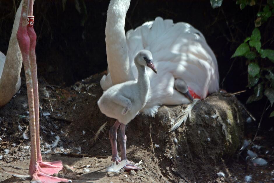Na zdjęciu widać młodego flaminga stojącego na ziemi obok dwóch dorosłych flamingów. Jedno z dorosłych ptaków leży złożonymi skrzydłami, podczas gdy drugie stoi obok, eksponując swoje różowe nogi. W tle widać bujną roślinność, która dodaje naturalnego charakteru scenerii.