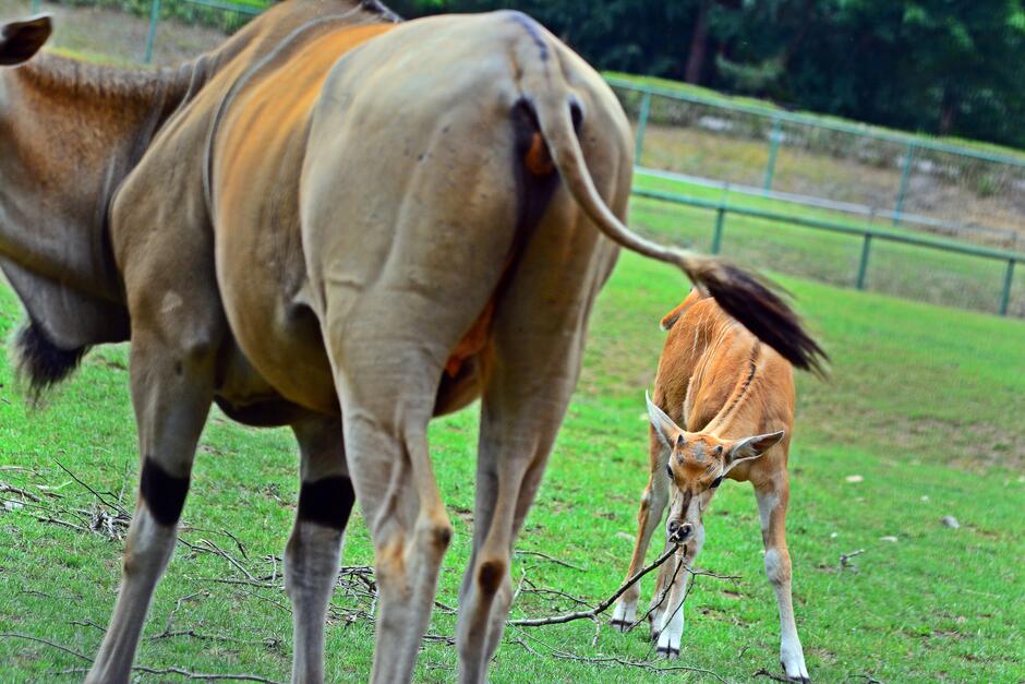 Na zdjęciu widoczne są dwa elandy na trawiastym wybiegu. W tle znajduje się dorosły osobnik, a na pierwszym planie młody eland bawi się gałązką, przyciągając uwagę swoim młodzieńczym zachowaniem.