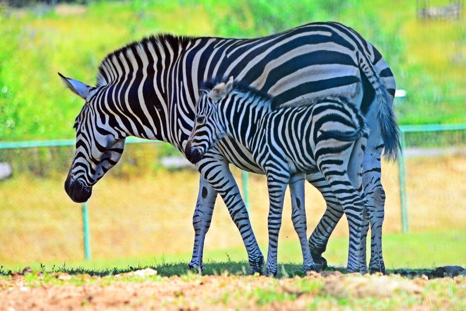 Na zdjęciu widoczne są dwie zebry: dorosła zebra i jej młode, stojące blisko siebie na zielonej trawie. Tło stanowi rozmyta roślinność, która dodaje zdjęciu naturalnego charakteru.