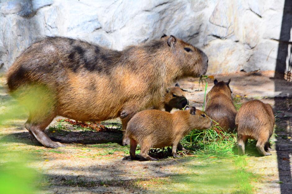 Dorosła kapibara i cztery małe kapibary spacerują na wybiegu w ogrodzie zoologicznym.