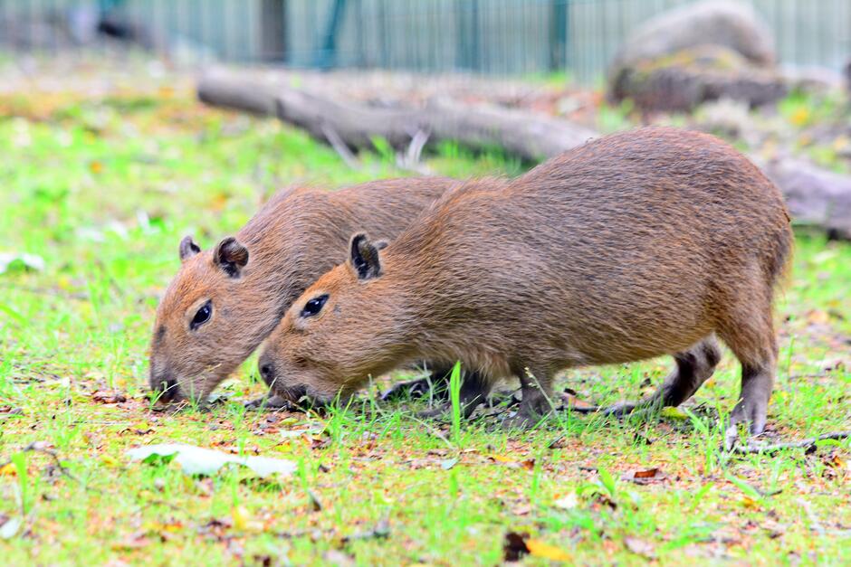 Dwie kapibary jedzą trawę na wybiegu w ogrodzie zoologicznym.
