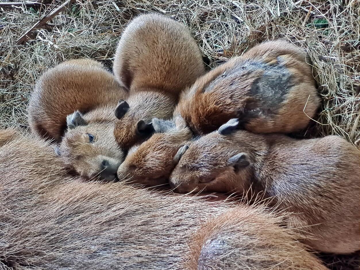 Cztery małe kapibary pija mleko matki.
