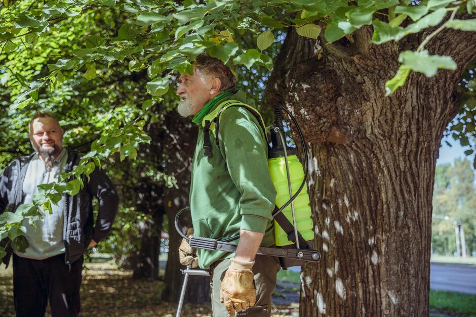 Mężczyzna z brodą stoi przy starej lipie z urządzeniem do podawania drzewom szczepionki. Urządzenie wygląda jak aparat do spryskiwania