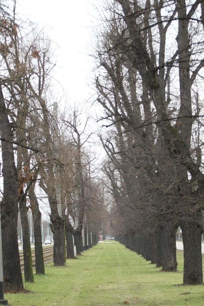 Zdjęcie szpalerów starych wielkich drzew bez liści - jest to bowiem pora zimowa