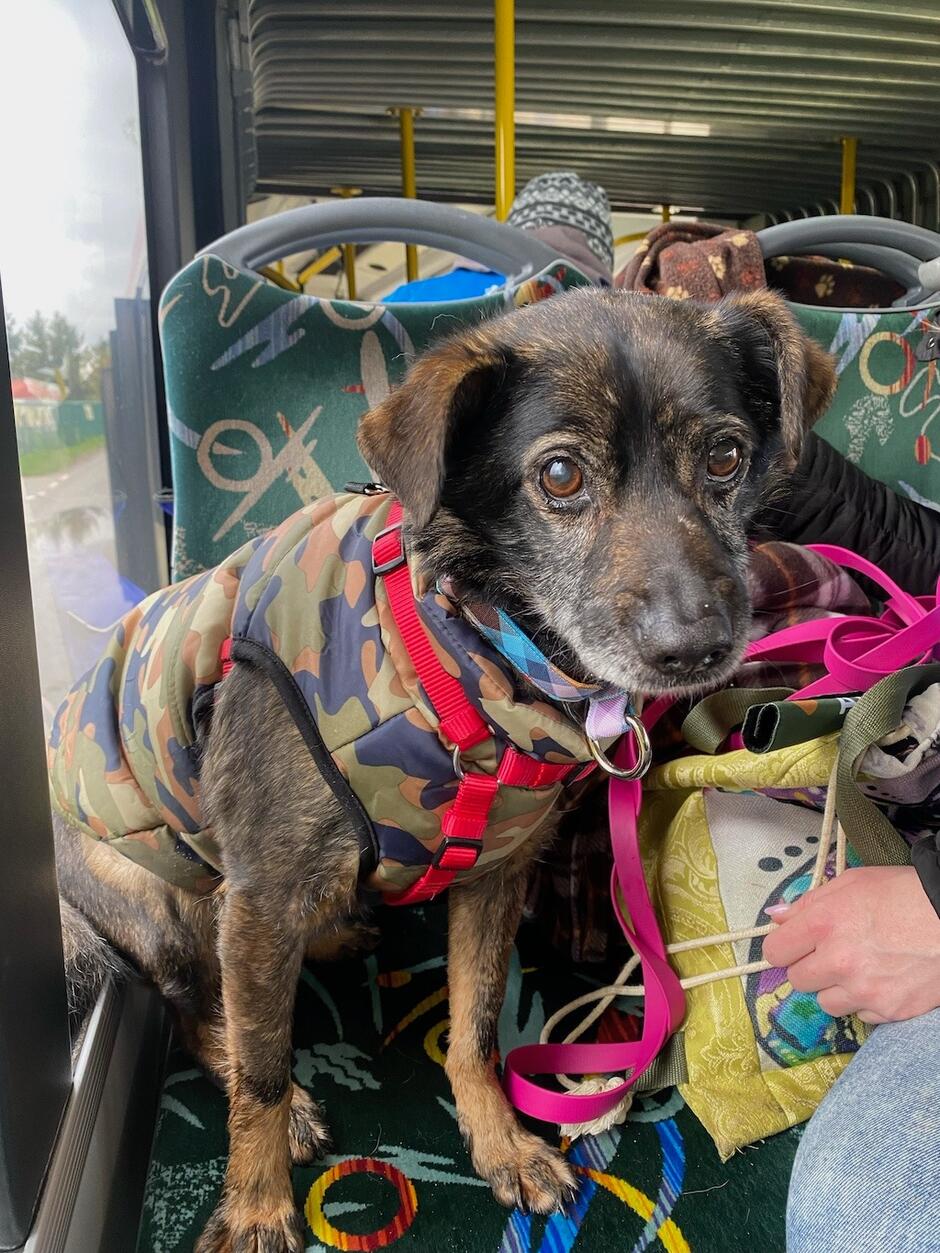 Niewielki piesek, szczeniak, siedzi na autobusowym siedzeniu, jest zapięty w szelki. Ma bardzo smutny wyraz pyska