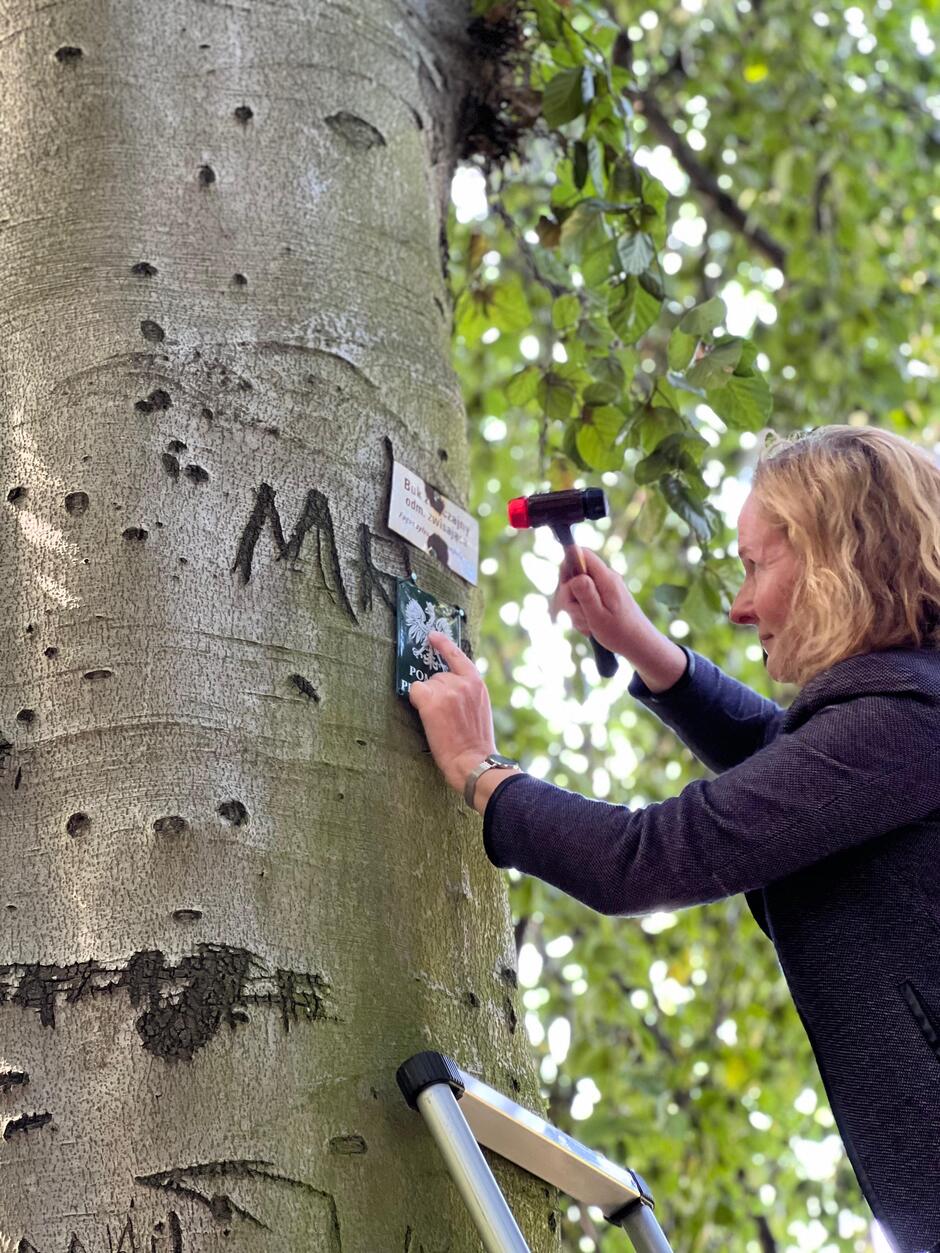 Na fotografii widzimy kobietę, który przybija tabliczkę do pnia drzewa. Na tabliczce widoczny jest wizerunek orła, symbolu Polski, oraz napis POMNIK PRZYRODY , co oznacza, że drzewo, do którego jest ona przymocowywana, jest prawnie chronionym pomnikiem przyrody.