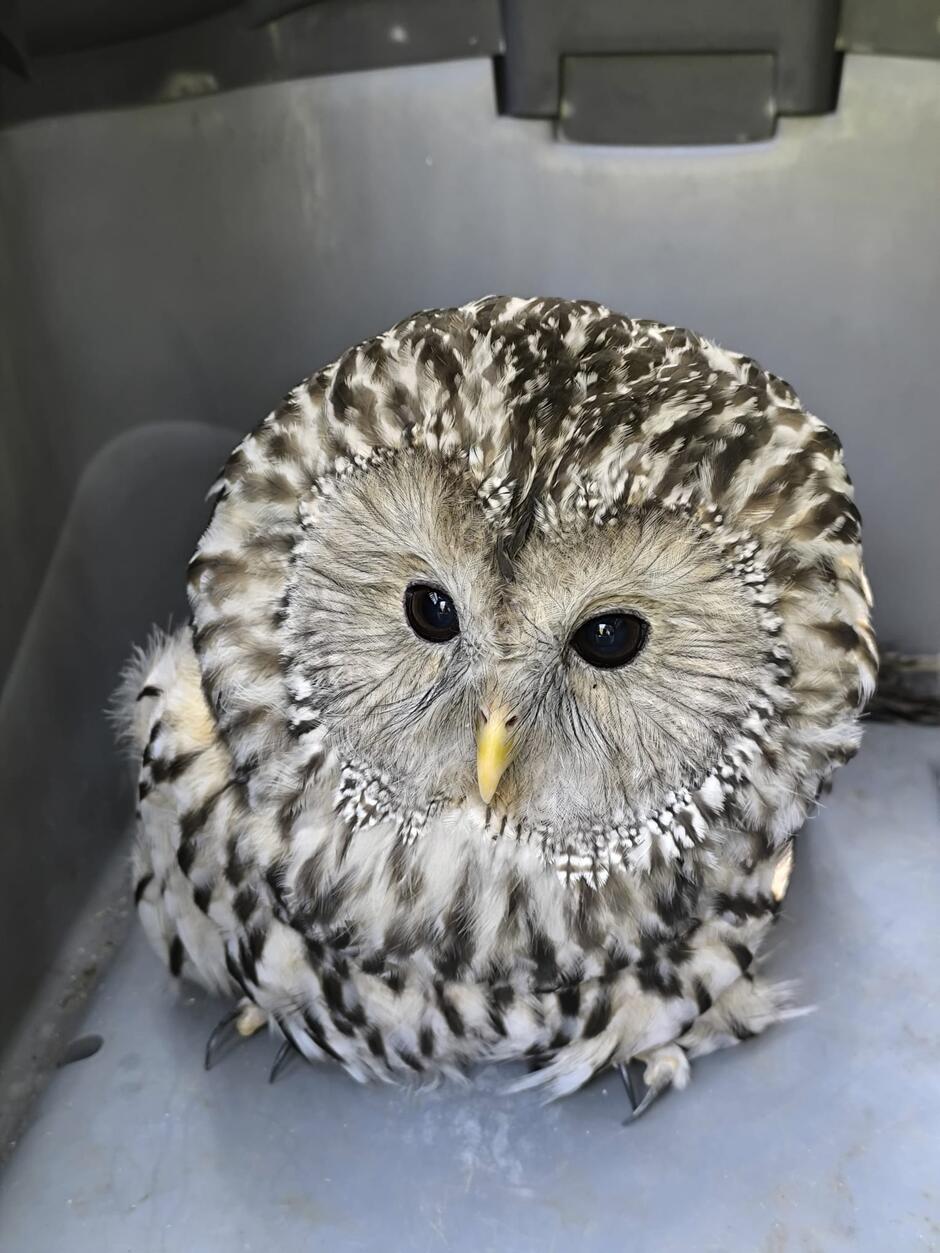 Na zdjęciu widoczny jest puszczyk siedzący w zamkniętym pojemniku lub transporterze. Puszczyk ma gęste, prążkowane pióra w odcieniach szarości, brązu i bieli, co nadaje mu puszysty wygląd. Ma duże, ciemne oczy i żółty, lekko zakrzywiony dziób. Jego postawa sugeruje, że jest zrelaksowany lub osowiały. Widoczne są także jego ostre pazury, które wyraźnie kontrastują z jego miękkim upierzeniem. Puszczyk wygląda spokojnie, a zdjęcie zostało zrobione z bliskiej perspektywy, ukazując szczegóły jego piór i wyrazu twarzy.