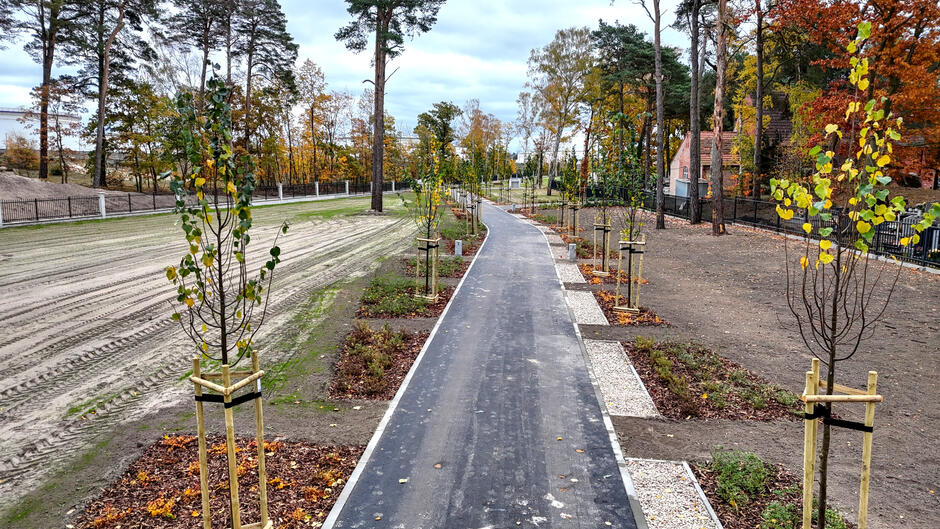 Zdjęcie ukazuje nowo wybudowaną asfaltową ścieżkę na terenie cmentarza, wzdłuż której posadzono młode drzewa podparte drewnianymi podporami. Po obu stronach ścieżki widać świeżo przygotowane tereny zielone, a w tle znajduje się ogrodzenie oraz fragment starszej części cmentarza z drzewami w jesiennych barwach