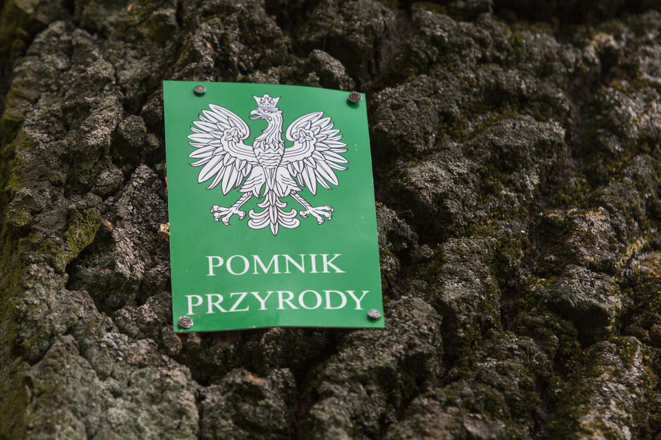 Zdjęcie przedstawia zieloną tabliczkę z godłem Polski i napisem „Pomnik Przyrody”, umieszczoną na powierzchni kory drzewa. Tabliczka wskazuje, że drzewo jest objęte ochroną jako pomnik przyrody, co podkreśla jego wyjątkowe walory przyrodnicze lub historyczne