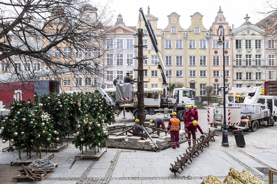 Na zdjęciu przedstawiono proces montażu świątecznej choinki na Długim Targu w Gdańsku. W centrum znajduje się główny pień choinki, który jest instalowany za pomocą dźwigu i podnośnika. Pracownicy w kaskach zabezpieczają drzewko oraz podstawę, przygotowując miejsce do montażu kolejnych elementów. Na pierwszym planie widoczne są części choinki, już ozdobione bombkami w kolorach złotym, srebrnym i zielonym, ustawione na metalowych stelażach, czekające na przymocowanie do konstrukcji. W tle widać zabytkowe kamienice, charakterystyczne dla historycznej zabudowy Gdańska, co dodaje scenie świątecznego i malowniczego klimatu.  Pracownicy są skupieni na swoich zadaniach, a teren wokół jest otoczony specjalistycznymi pojazdami, które wspomagają ten proces. Zdjęcie oddaje atmosferę przygotowań do świąt Bożego Narodzenia w miejskim centrum.