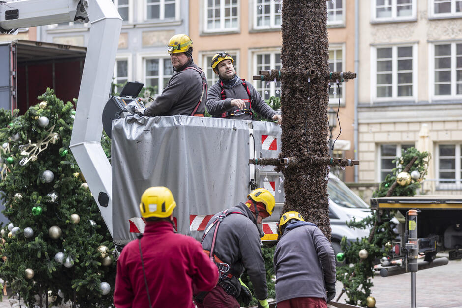 Na zdjęciu widzimy pracowników w trakcie instalacji świątecznej choinki na Długim Targu w Gdańsku. Dwóch z nich znajduje się w podnośniku koszowym, zajmując się montażem i przygotowaniem głównego pnia choinki, który jest widoczny na pierwszym planie. Pień ma zamocowane elementy techniczne, które będą wspierały ozdoby oraz gałęzie. Pozostali pracownicy, ubrani w kaski i robocze stroje, pracują u podstawy choinki, zabezpieczając konstrukcję oraz przygotowując dolne elementy. W tle widać części choinki ozdobione bombkami w kolorach zielonym, złotym i srebrnym, które czekają na zamontowanie. Na dalszym planie widoczne są zabytkowe fasady kamienic, typowe dla Gdańska, co dodaje scenerii świątecznej atmosfery. Zdjęcie przedstawia moment pracy zespołowej w ramach przygotowań do świątecznych dekoracji miasta.