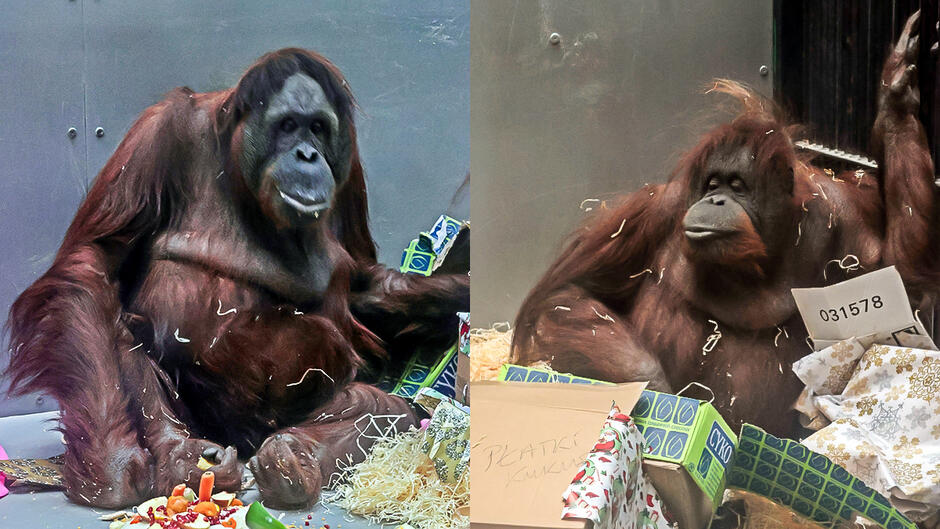 Na zdjęciu widzimy dwa orangutany w pomieszczeniu przypominającym zoo lub ośrodek opieki nad zwierzętami. Oba zwierzęta mają długą, rudobrązową sierść i siedzą w otoczeniu różnych przedmiotów, takich jak kartony, ozdobne pudełka, papier do pakowania i siano. Po lewej stronie orangutan siedzi na podłodze, otoczony kolorowymi przedmiotami. Ma spokojny wyraz twarzy i wygląda, jakby odpoczywał po posiłku – przed nim widać warzywa, takie jak marchewki i papryka. Po prawej stronie drugi orangutan wydaje się bardziej ruchliwy – jego sierść jest lekko uniesiona, a wokół niego znajduje się więcej rozsypanego papieru i siana. W tle widać metalowe ściany, co sugeruje, że zwierzęta znajdują się w zamkniętym pomieszczeniu.