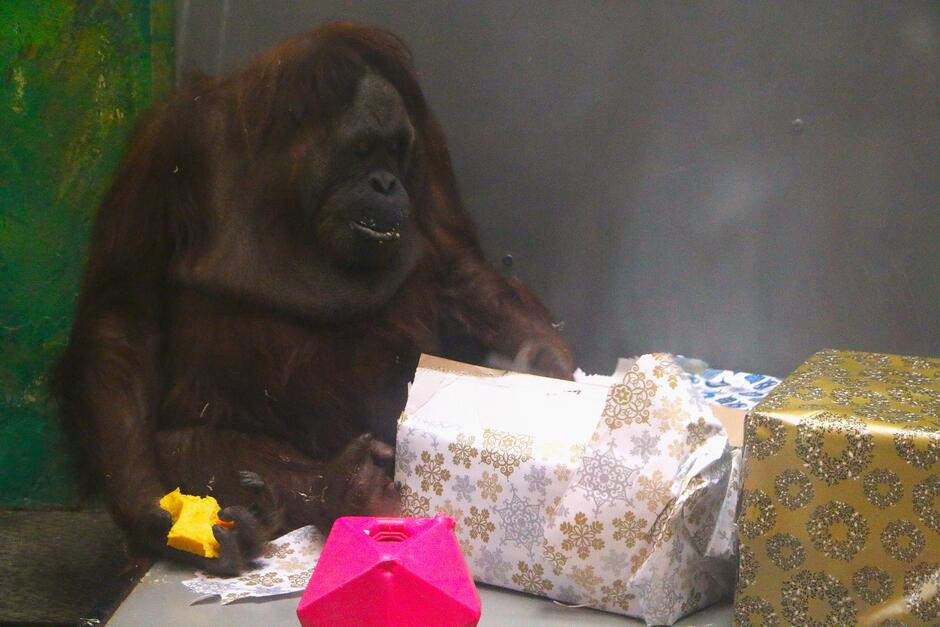Na zdjęciu widzimy orangutana siedzącego w pomieszczeniu, prawdopodobnie w zoo lub ośrodku opieki nad zwierzętami. Zwierzę trzyma w jednej ręce kawałek jedzenia, a drugą otwiera zapakowany prezent. Wokół niego znajdują się ozdobnie zapakowane pudełka, a jedno z nich jest już częściowo rozpakowane. Przed orangutanem leży także różowy plastikowy przedmiot, który może być zabawką lub pojemnikiem na smakołyki. Orangutan wygląda na zainteresowanego zawartością prezentów, a jednocześnie wydaje się spokojny, jakby cieszył się chwilą. Cała scena sugeruje, że jest to część urodzinowego świętowania lub specjalnego wydarzenia mającego na celu wzbogacenie środowiska zwierzęcia.