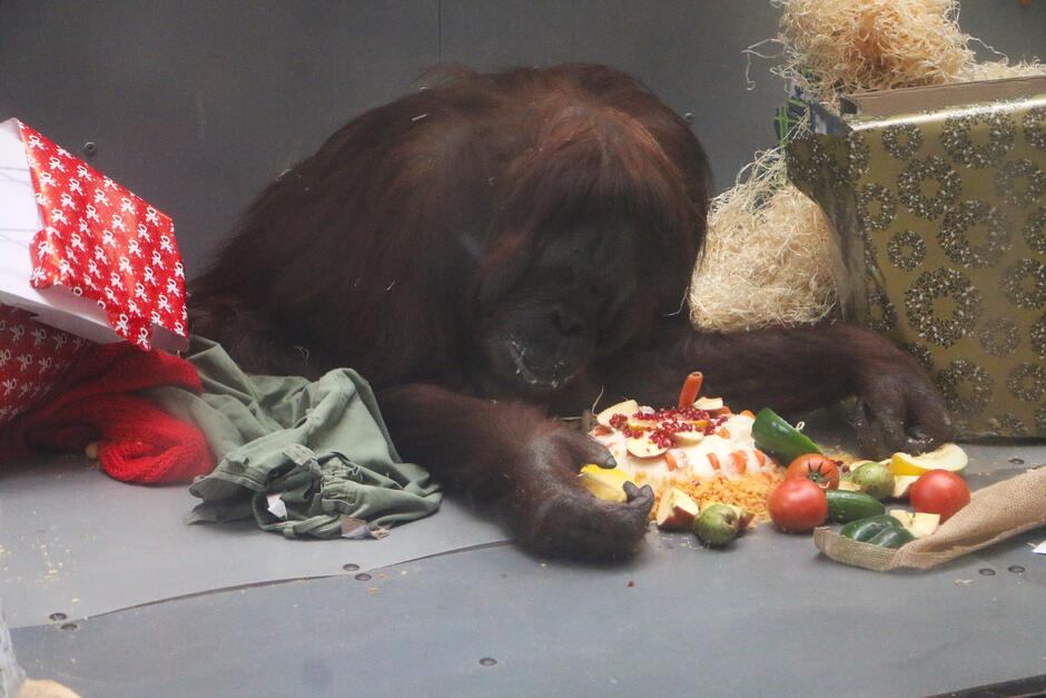 Na zdjęciu widzimy orangutana leżącego na podłodze swojego wybiegu, pochylonego nad specjalnie przygotowanym „tortem” z owoców i warzyw. Tort udekorowany jest plasterkami jabłka, ziarnami granatu, marchewkami i innymi warzywami, a wokół niego leżą pomidory, papryki oraz inne przysmaki. Orangutan trzyma w jednej dłoni kawałek jedzenia, wyglądając na zainteresowanego posiłkiem. W tle widać ozdobnie zapakowane prezenty, siano oraz kawałki materiału, które mogą być elementami enrichmentu (zabawki lub materiały do eksploracji dla zwierzęcia). Cała scena sugeruje, że jest to wyjątkowa okazja, prawdopodobnie urodzinowa celebracja orangutana, co potwierdza wcześniejsze zdjęcia z napisem „53 URODZINY RAJA ALBERT”.