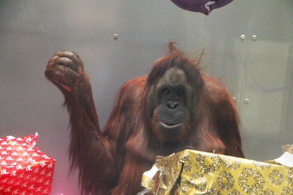 Na zdjęciu widzimy orangutana siedzącego w otoczeniu kolorowych prezentów. Ma on lekko uniesioną rękę, jakby chciał się przywitać lub zwrócić na siebie uwagę. Jego wyraz twarzy wygląda na zadowolony – ma delikatnie otwarte usta, co może sugerować, że czuje się dobrze i jest zainteresowany tym, co dzieje się wokół niego. Przed orangutanem znajdują się rozpakowane pudełka owinięte ozdobnym papierem, co wskazuje na to, że jest to część urodzinowego świętowania.