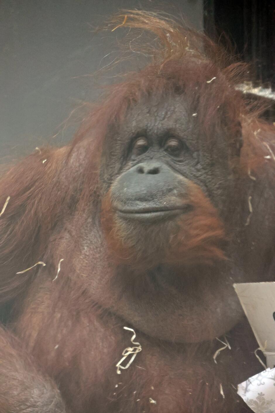 Na zdjęciu widzimy orangutana z bliska, z lekko rozczochraną sierścią i kawałkami siana przyczepionymi do futra. Jego wyraz twarzy jest spokojny i wygląda, jakby był zrelaksowany lub zamyślony. Ma lekko przymrużone oczy i delikatnie uniesione kąciki ust, co sprawia, że wygląda niemal jakby się uśmiechał. W tle widać fragment pudełka zapakowanego w ozdobny papier, co sugeruje, że zdjęcie pochodzi z tej samej urodzinowej celebracji co poprzednie fotografie. Orangutan może odpoczywać po rozpakowywaniu prezentów i jedzeniu smakołyków.