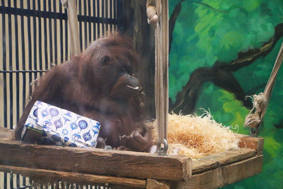 Na zdjęciu widzimy orangutana siedzącego na drewnianej platformie zawieszonej na linach w jego wybiegu. Zwierzę wygląda na zrelaksowane – ma lekko uchylone usta i jakby coś przeżuwało. Wokół niego znajdują się elementy enrichmentu: siano do leżenia oraz ozdobnie zapakowany prezent, który może skrywać smakołyki lub zabawkę. Tło malowane jest na zielono i przedstawia drzewa, co nadaje wybiegu bardziej naturalny wygląd. Po lewej stronie widać metalowe kraty, sugerujące, że jest to zamknięte pomieszczenie, prawdopodobnie w zoo. Orangutan wydaje się spokojny i zajęty eksplorowaniem swojego otoczenia, co świadczy o tym, że przygotowane dla niego atrakcje spełniają swoją rolę i wzbogacają jego codzienność.