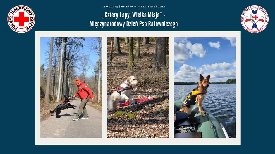 Plakat promuje wydarzenie „Cztery Łapy, Wielka Misja” z okazji Międzynarodowego Dnia Psa Ratowniczego, które odbędzie się 27 kwietnia 2025 roku w Gdańsku. Zdjęcia przedstawiają psy ratownicze w akcji – podczas treningu w lesie, pracy w terenie i na wodzie – ukazując ich zaangażowanie i wszechstronność.