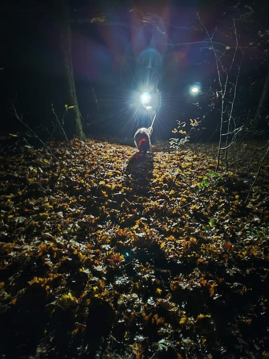 Zdjęcie ukazuje psa ratowniczego podczas nocnych ćwiczeń w lesie, prowadzonych z użyciem czołówek oświetlających ciemną, liściastą ścieżkę. Atmosfera zdjęcia podkreśla determinację i gotowość zespołu do działania w trudnych i wymagających warunkach terenowych.