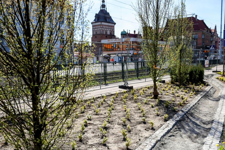 Na zdjęciu widać nowo posadzone drzewa i rzędy młodych krzewów przy ulicy, otoczone prowizorycznym ogrodzeniem. W tle wyróżniają się zabytkowe budynki oraz charakterystyczna baszta, tworząc miejski krajobraz.