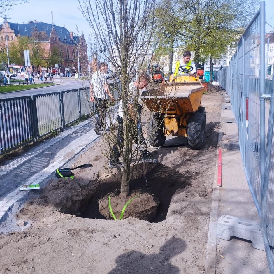 Na zdjęciu pracownicy sadzą drzewo przy ulicy, korzystając z małego pojazdu budowlanego do transportu ziemi. W tle widać ruchliwe miasto z zabytkowymi budynkami oraz ogrodzenia zabezpieczające teren prac.