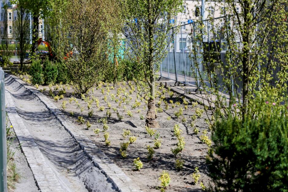 Na zdjęciu widać teren nasadzeń z młodymi drzewami i licznymi krzewami, otoczony ogrodzeniem ochronnym. Wzdłuż plantacji poprowadzono wykopany rowek, a w tle majaczą miejskie zabudowania.