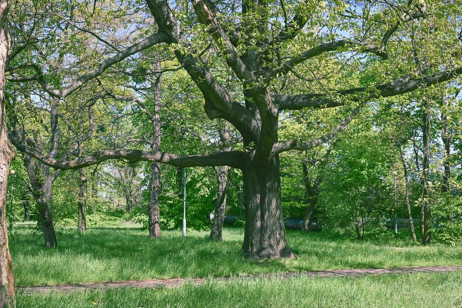 Na zdjęciu widoczny jest rozłożysty, stary dąb rosnący na leśnej polanie, otoczony innymi drzewami i gęstą, zieloną trawą. Promienie słońca przenikają przez młode liście, tworząc spokojną i naturalną atmosferę wiosennego dnia.
