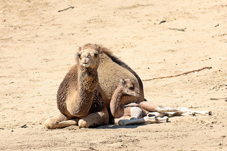 Dorosły i mały wielbłąd jednogarbny leżą na piasku w zoo.