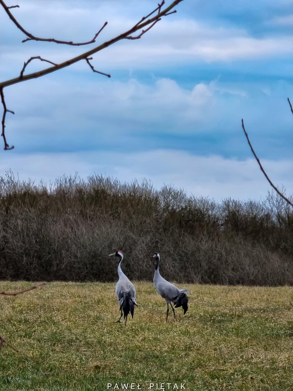 Fotografia przedstawiająca żurawie,