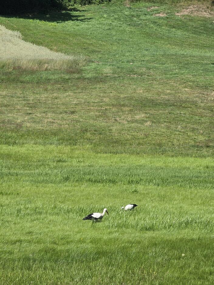 Fotografia przedstawiająca bociany