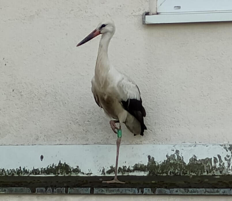 Zaobrączkowany bocian