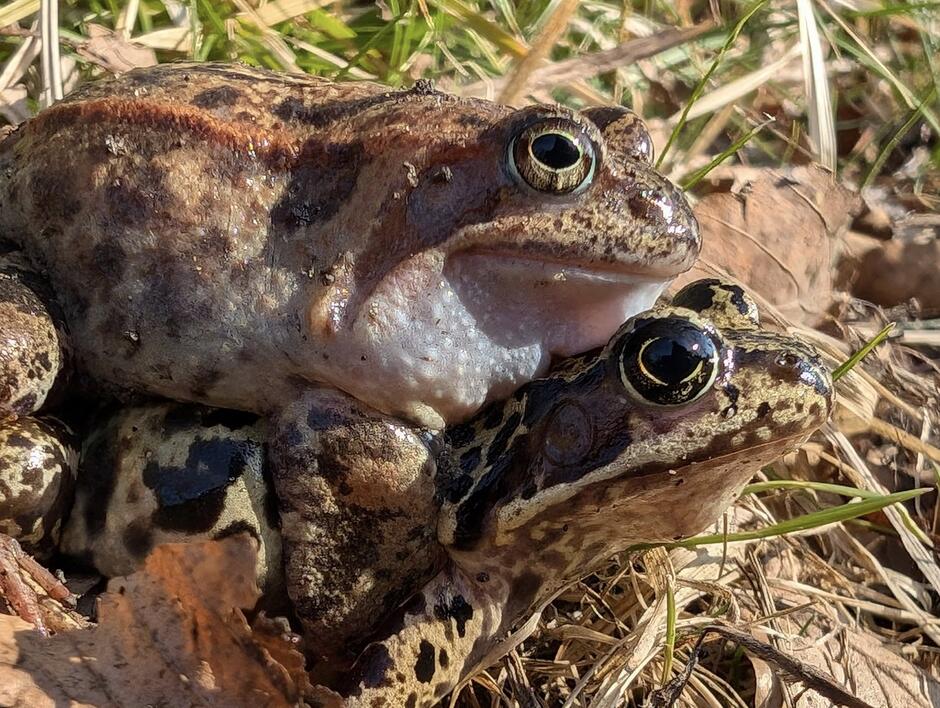 Na zdjęciu widoczne są dwie żaby brunatne (prawdopodobnie żaby trawne – Rana temporaria) w trakcie amplexus, czyli typowego dla płazów sposobu łączenia się w pary podczas godów. Samiec (na górze) obejmuje samicę (na dole) w celu zapłodnienia składanych przez nią jaj.