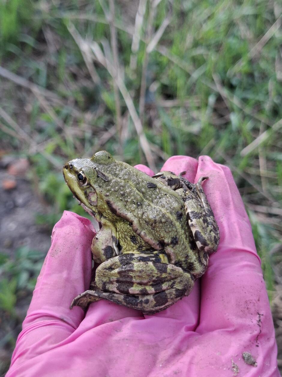 Na zdjęciu znajduje się żaba zielona (najprawdopodobniej żaba wodna – Pelophylax kl. esculentus) trzymana w dłoni w różowej rękawiczce ochronnej, co sugeruje udział człowieka w działaniach związanych z ochroną płazów. Jej zielono-brunatne ubarwienie i charakterystyczne ciemne plamy pomagają w kamuflażu w naturalnym środowisku.
