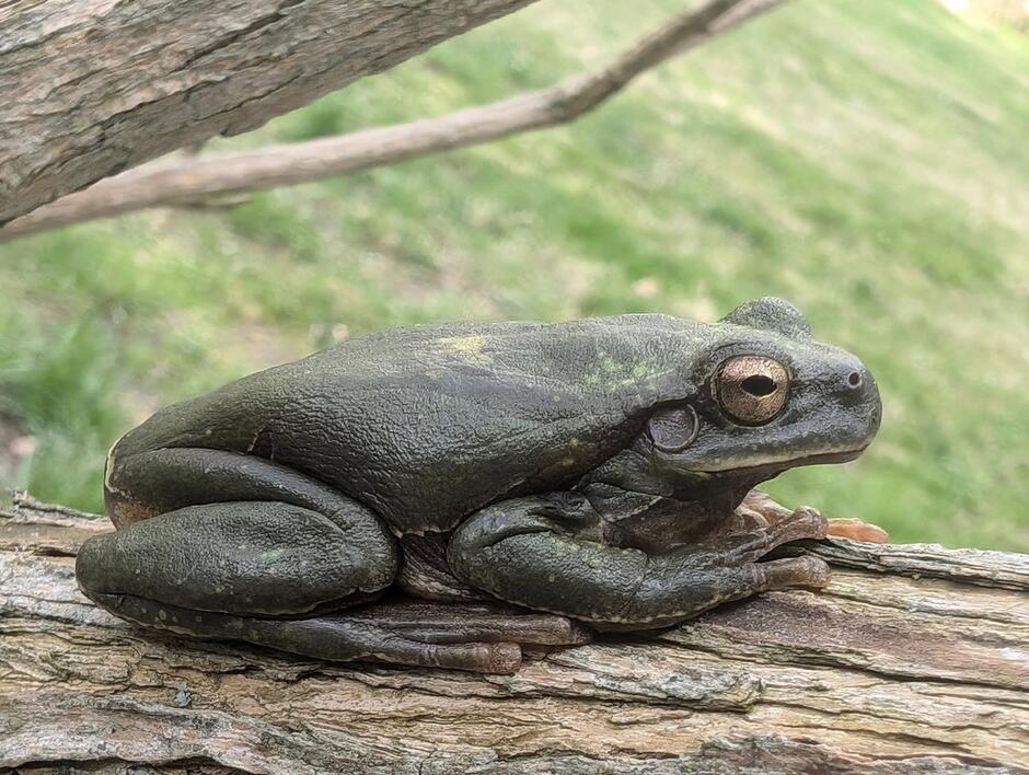 Na zdjęciu znajduje się rzekotka drzewna (Hyla arborea), charakterystyczna dzięki swojemu gładkiemu ciału i przystosowaniu do życia na drzewach – widoczne są przylgi na palcach, które umożliwiają wspinaczkę. Ten osobnik ma dość ciemne ubarwienie, co może być reakcją na warunki środowiskowe, takie jak temperatura lub wilgotność.