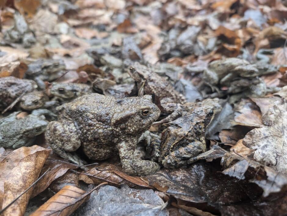 widoczna jest duża grupa ropuch szarych (Bufo bufo), przemieszczających się po ściółce leśnej wśród opadłych liści – najprawdopodobniej wiosną, podczas migracji do miejsc rozrodu. Ropuchy te wyróżniają się chropowatą skórą i brązowo-szarym ubarwieniem, które doskonale maskuje je w naturalnym środowisku.