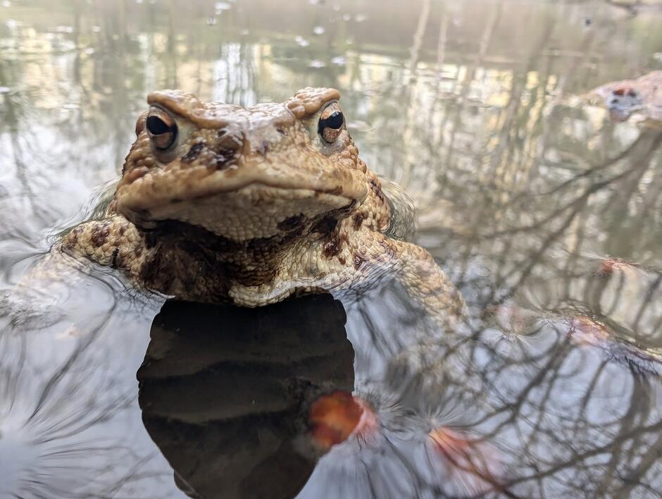 Na zdjęciu widoczna jest ropucha szara (Bufo bufo) wynurzająca się z wody, najprawdopodobniej podczas okresu godowego, kiedy to płazy te gromadzą się w zbiornikach wodnych w celu rozmnażania. Jej wyrazista, chropowata skóra i surowe spojrzenie dodają zdjęciu charakteru i podkreślają naturalne piękno tych pożytecznych zwierząt.