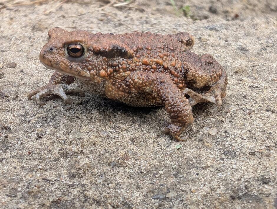 Na zdjęciu znajduje się ropucha szara (Bufo bufo), łatwo rozpoznawalna po masywnej sylwetce, chropowatej, brodawkowatej skórze i miedzianym kolorze oka z poziomą źrenicą. Ropucha ta często spotykana jest na suchym podłożu, a jej ubarwienie dobrze maskuje ją wśród piasku i liści.