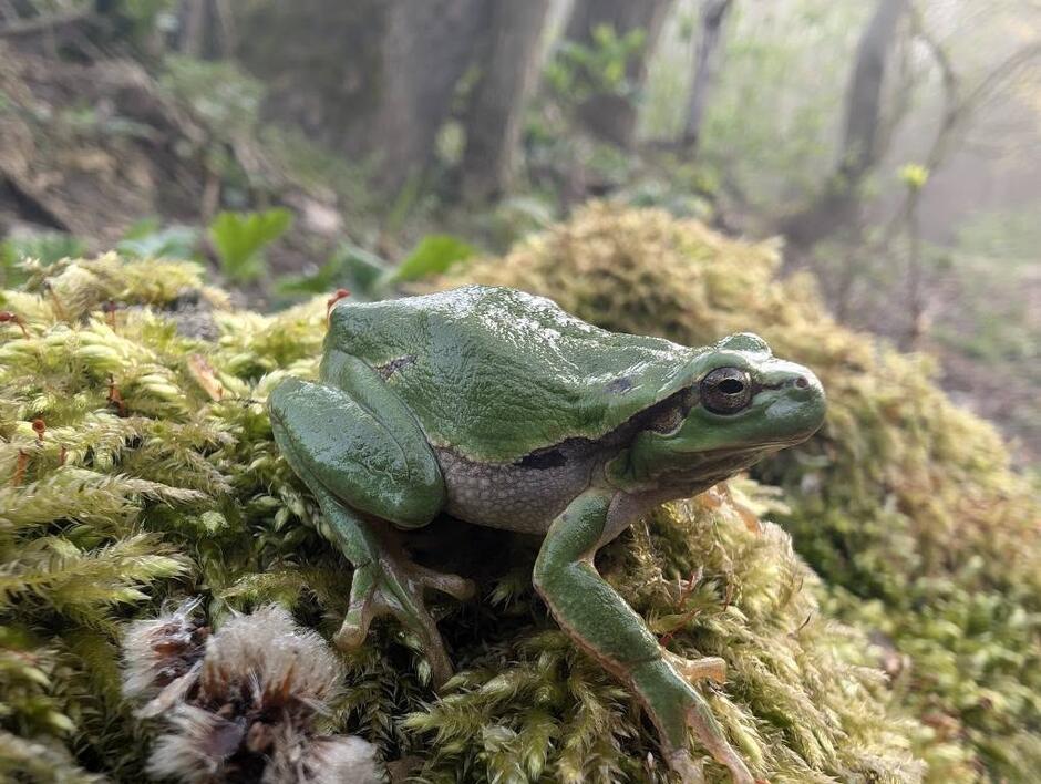 Na zdjęciu widoczna jest rzekotka drzewna (Hyla arborea) siedząca na wilgotnym mchu w leśnym otoczeniu, co podkreśla jej naturalne środowisko życia. Zielone, gładkie ciało i charakterystyczna ciemna smuga biegnąca od nozdrzy przez oko do boku ciała ułatwiają rozpoznanie tego gatunku.