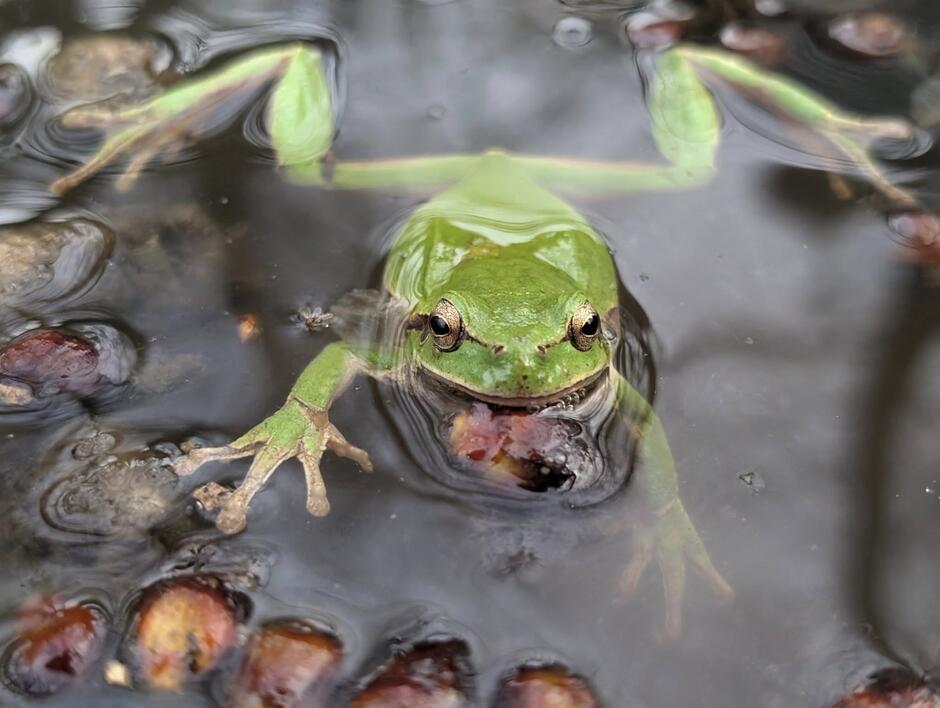 Na zdjęciu uchwycono rzekotkę drzewną (Hyla arborea) pływającą w spokojnej wodzie, z rozłożonymi kończynami i wyraźnie widocznymi przylgami na palcach. Jej żywozielone ubarwienie i złociste oczy kontrastują z ciemnym tłem wody, tworząc efektowny i naturalny kadr.